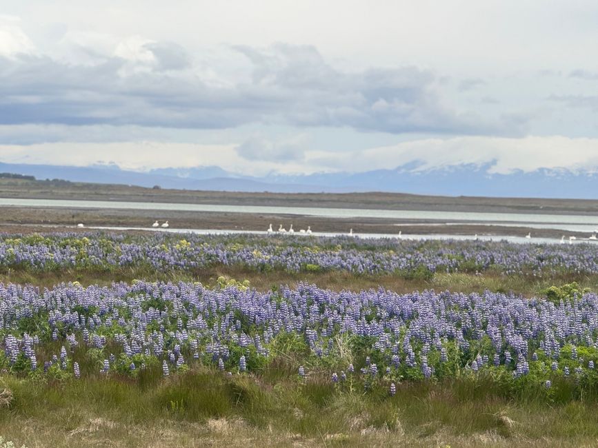 chilliger Tag rund um Selfoss