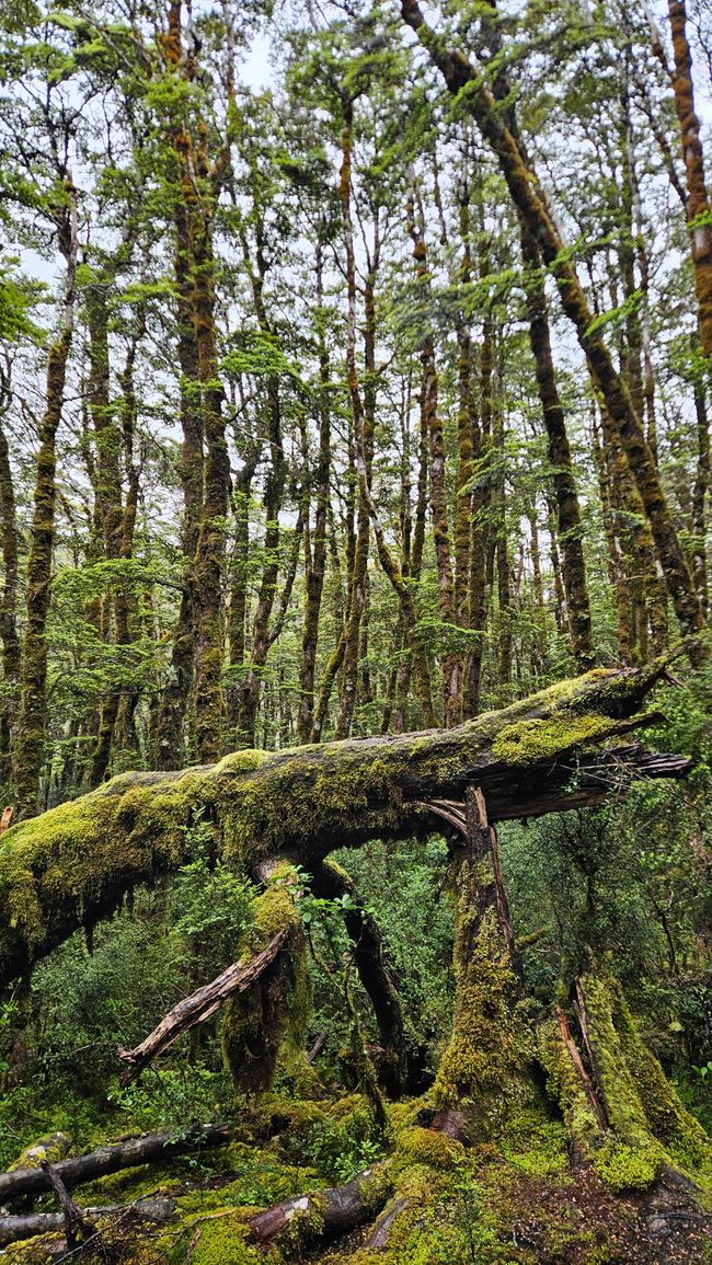Charleston - Punakaiki - Greymouth - Arthur's Pass