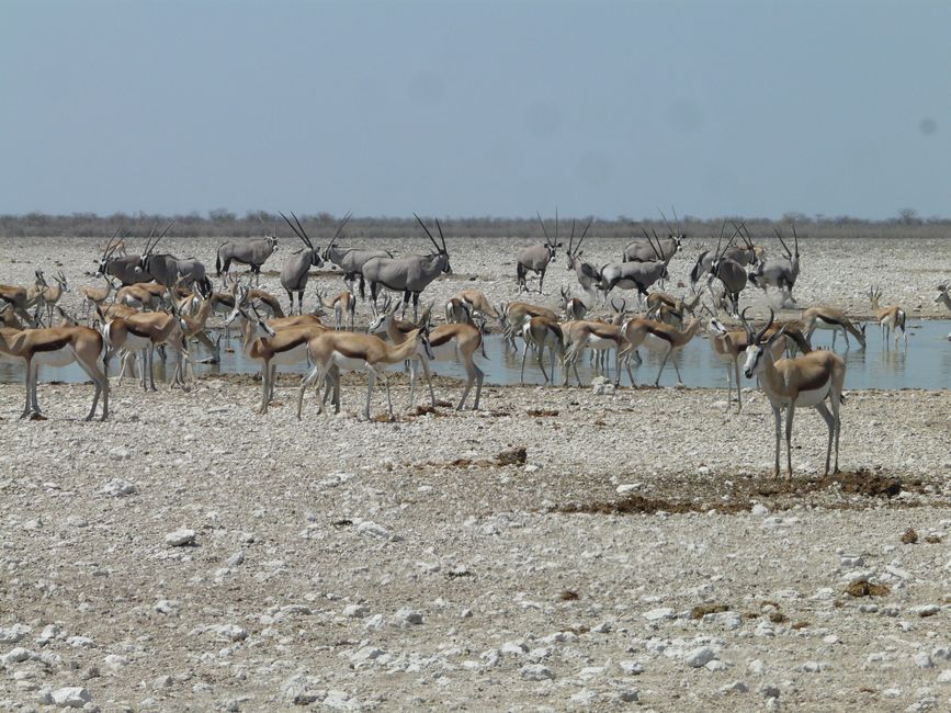 2. Tag: Etosha Nationalpark