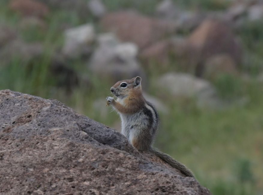 Capitol Reef NP - Another chipmunk