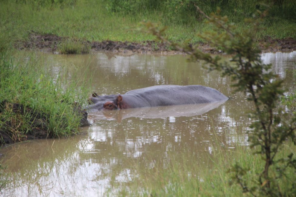 A hippo has discovered a new waterhole right next to the road