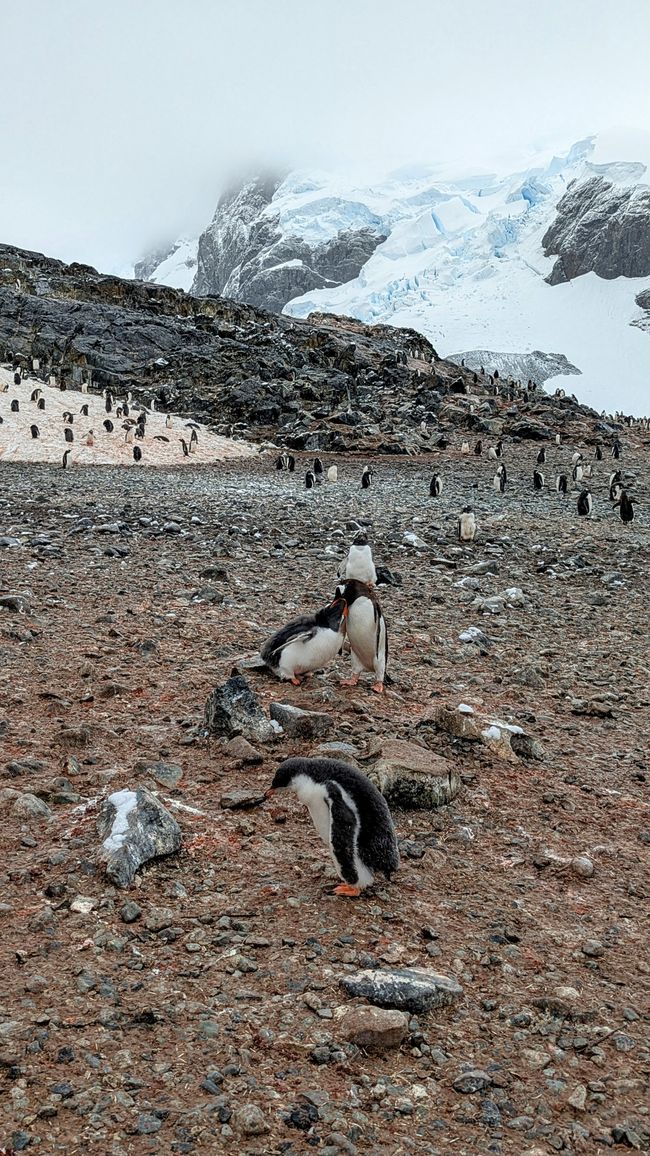 polar jump