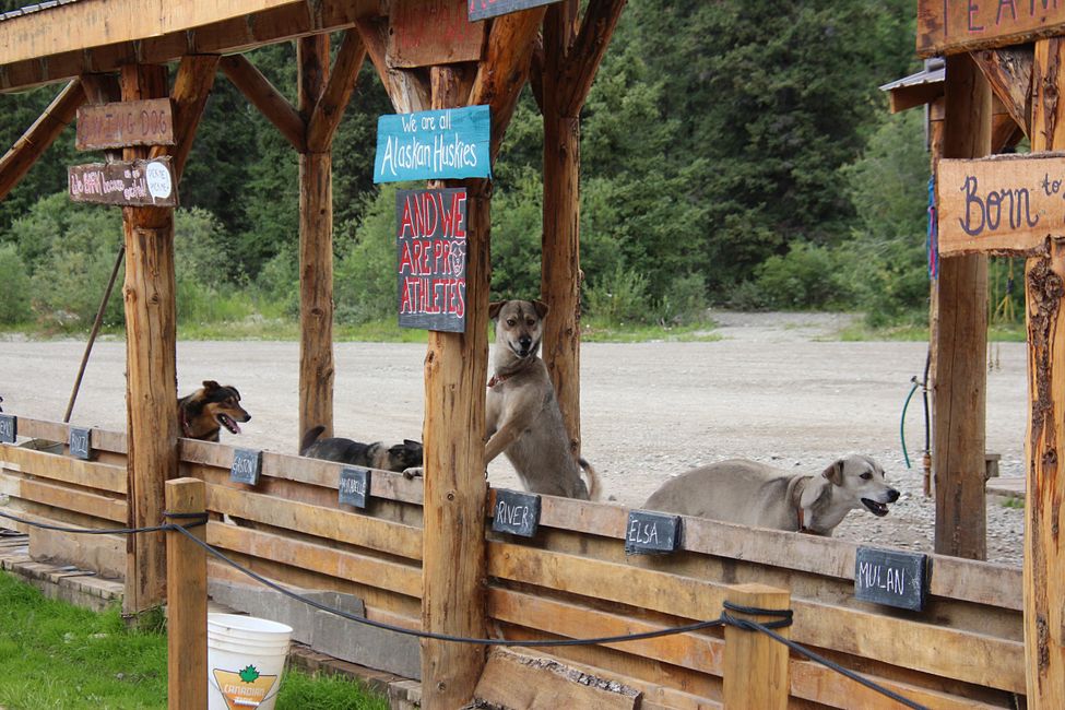 Tag 21: Rund um Whitehorse: Husky Puppies, Emerald Lake & die kleinste Wüste der Welt