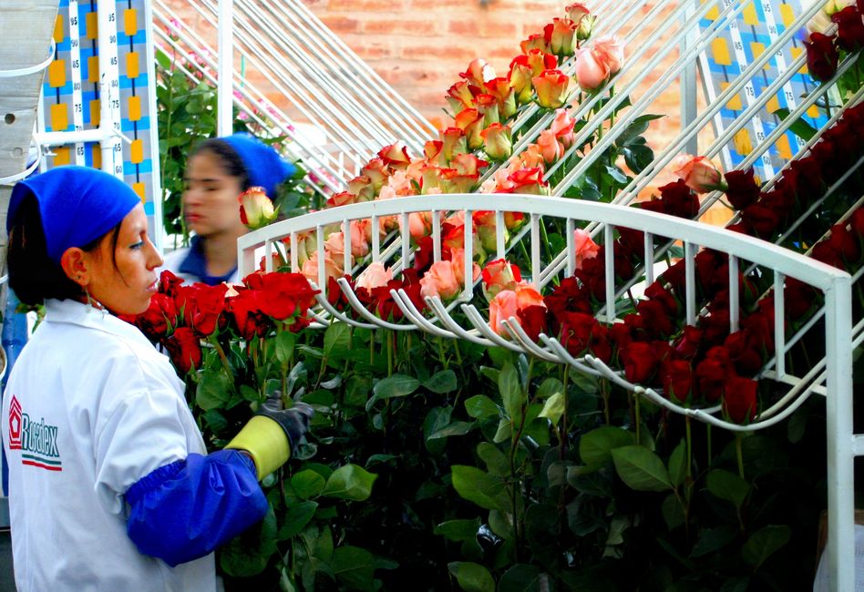 Ecuador ist nach den Niederlanden größter Rosenexporteur