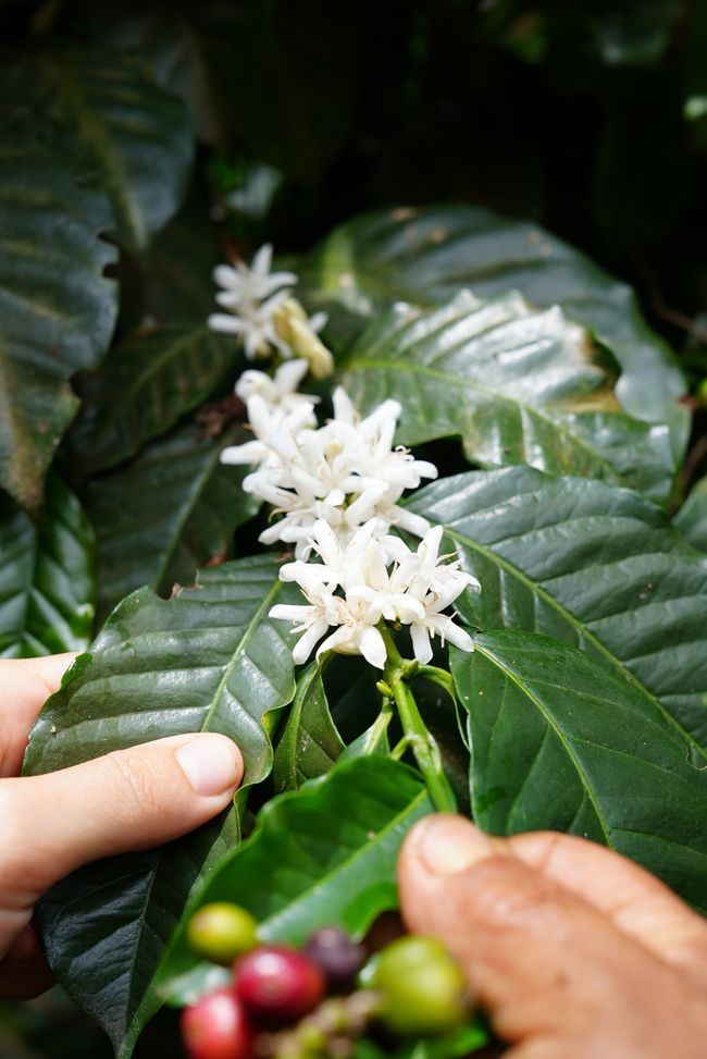Kaffeefinca (Das ist eine Kaffepflanze) 