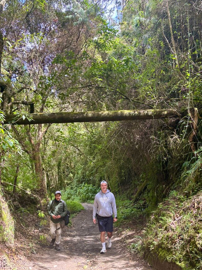 Cocora Valley