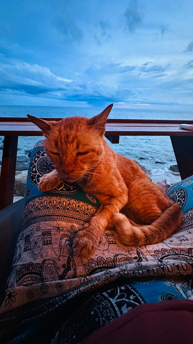 Letzte Tage Koh Tau und Überfahrt Koh Phangan
