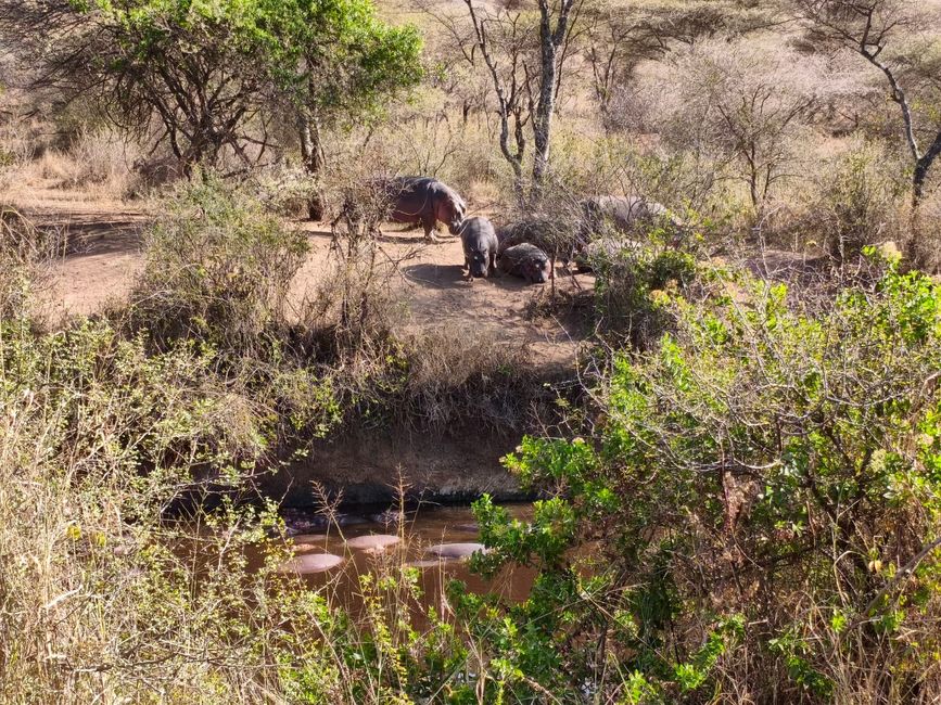 Serengeti Partie 2 - L'armée des gnous traverse la rivière Mara