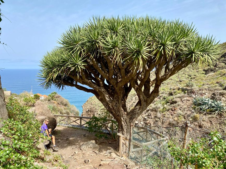 The Canary Islands dragon tree in all its splendor