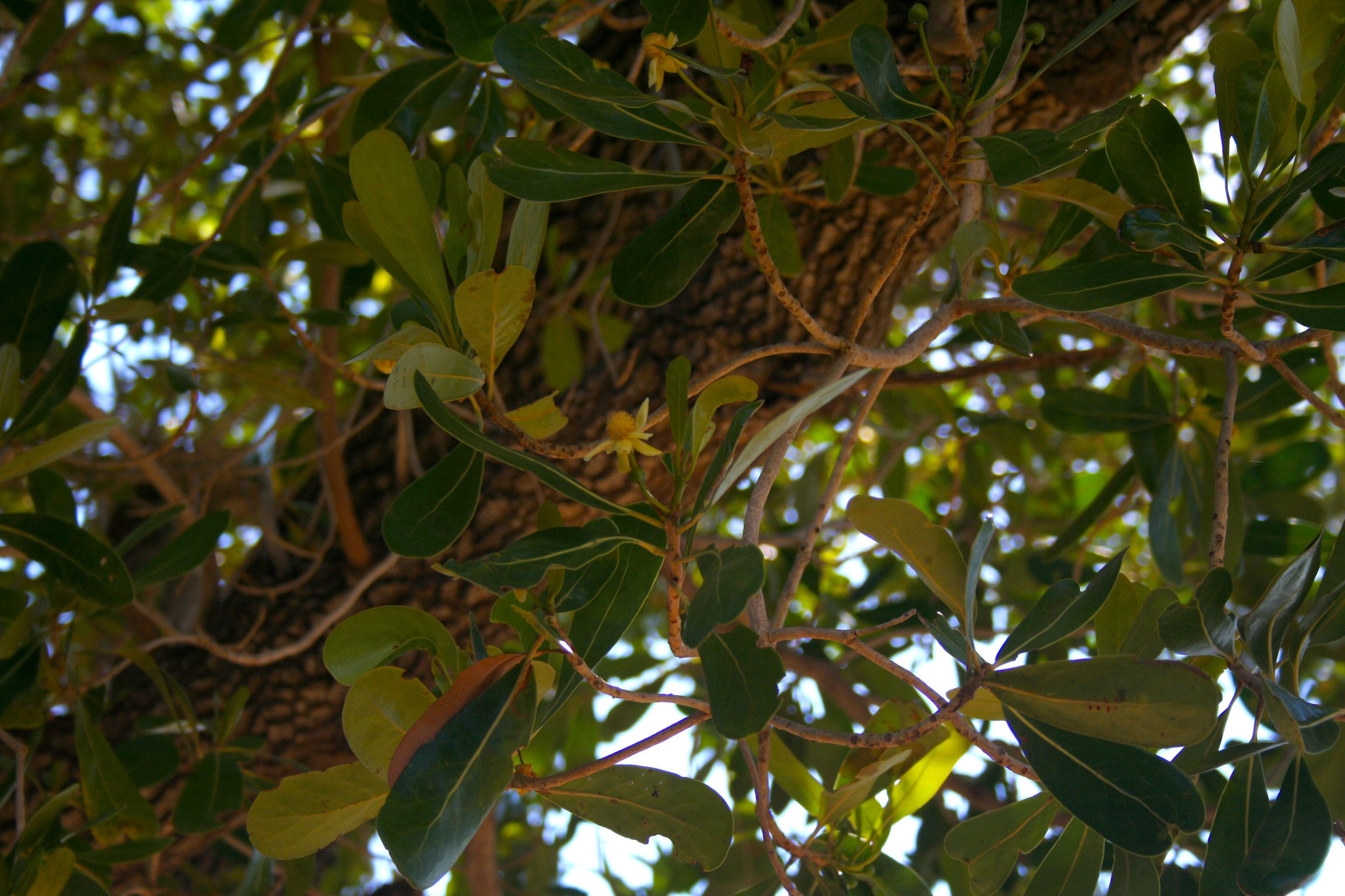 Tapioca tree