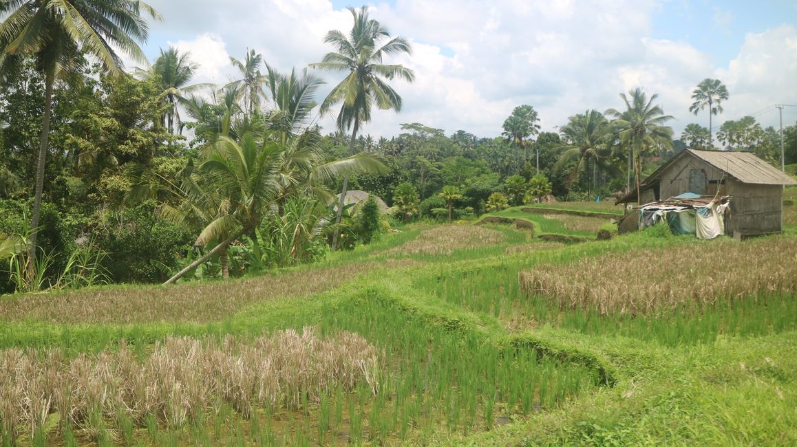 Tagelalang – Ubud – Bali – Indonesia