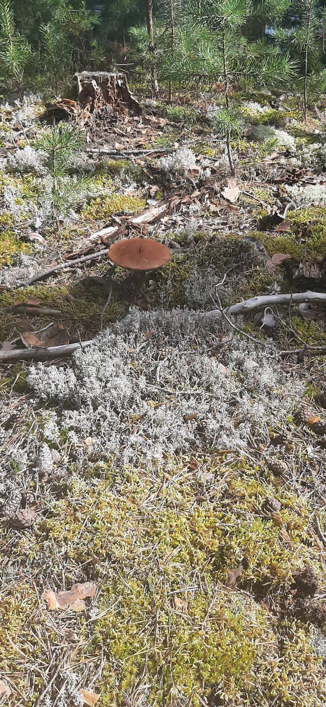 Pilz