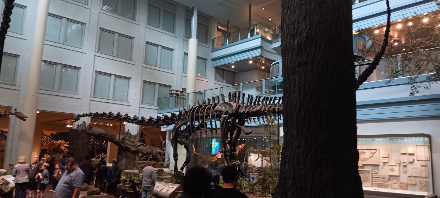 Museum of Natural History I