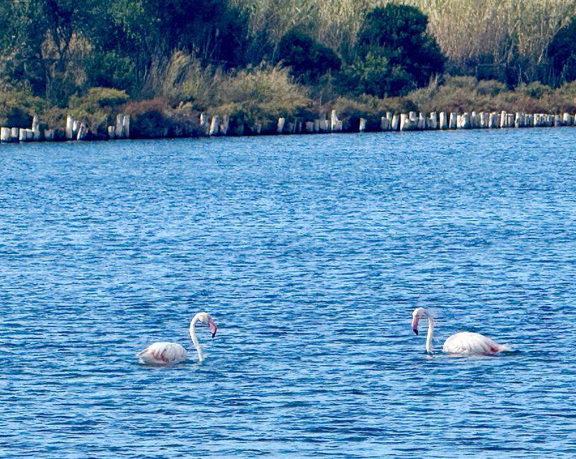 Rosaflamingos durften auf unserem Ausflug nicht fehlen.