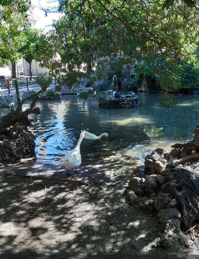 Park with geese and fish 