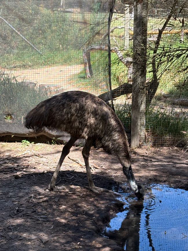 Wiedersehen in Adelaide, 11. und 12.01.25