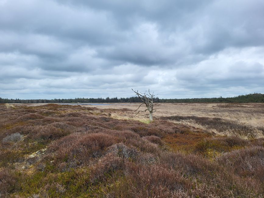 Thy National Park