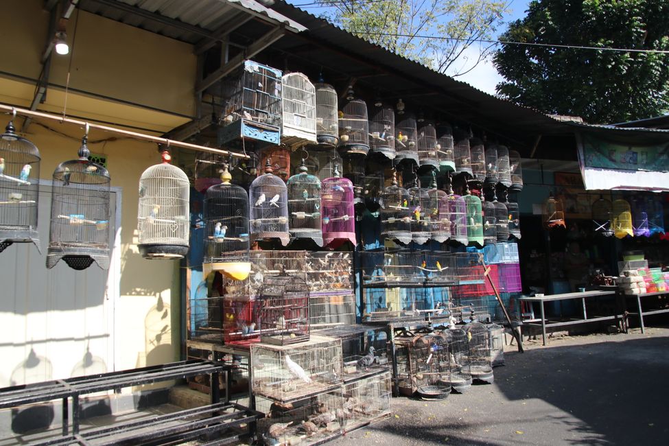 Tag 7 : Malang, thé et un volcan