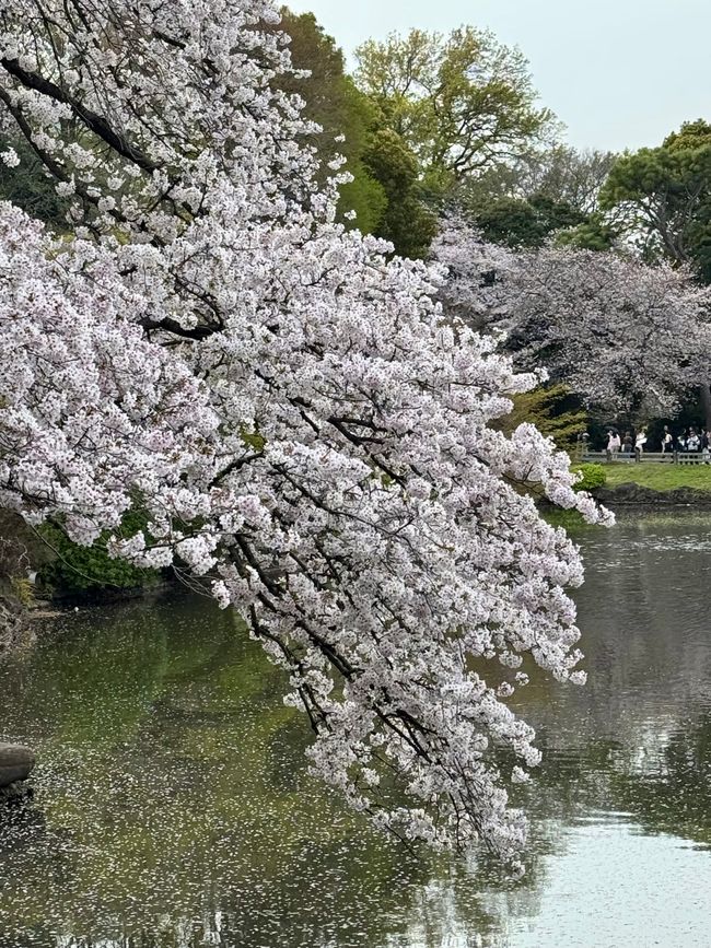 Parte 7
BENVENUTO IN GIAPPONE 🇯🇵
TOKYO