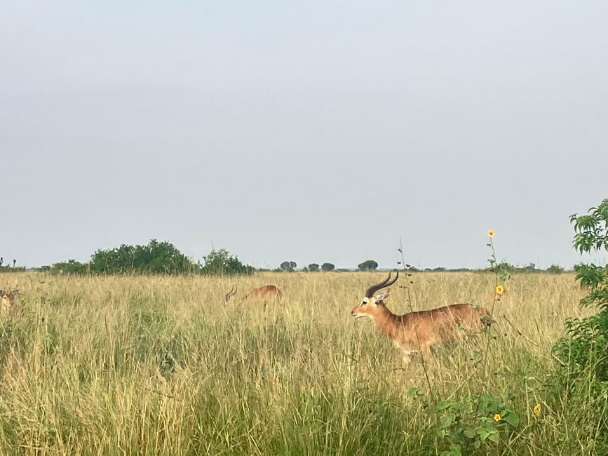 Queen Elizabeth Nationalpark