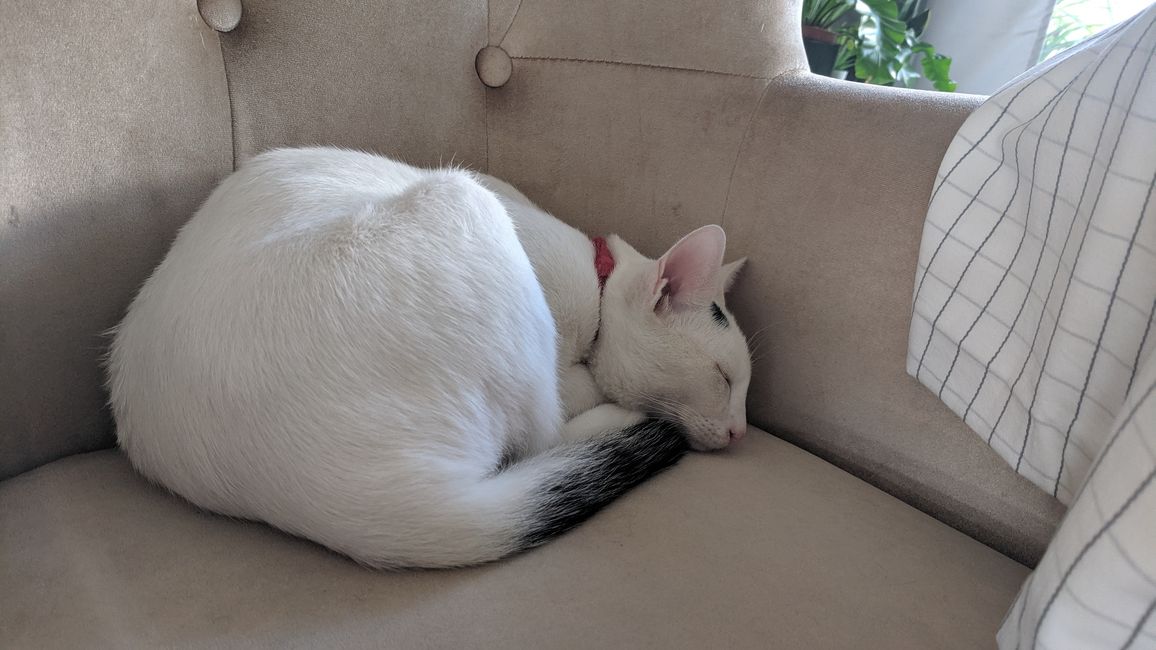 Le chat fatigué