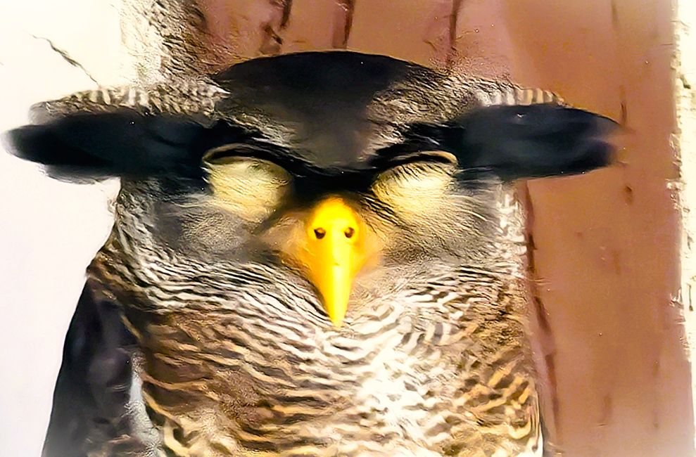 Bird Park
