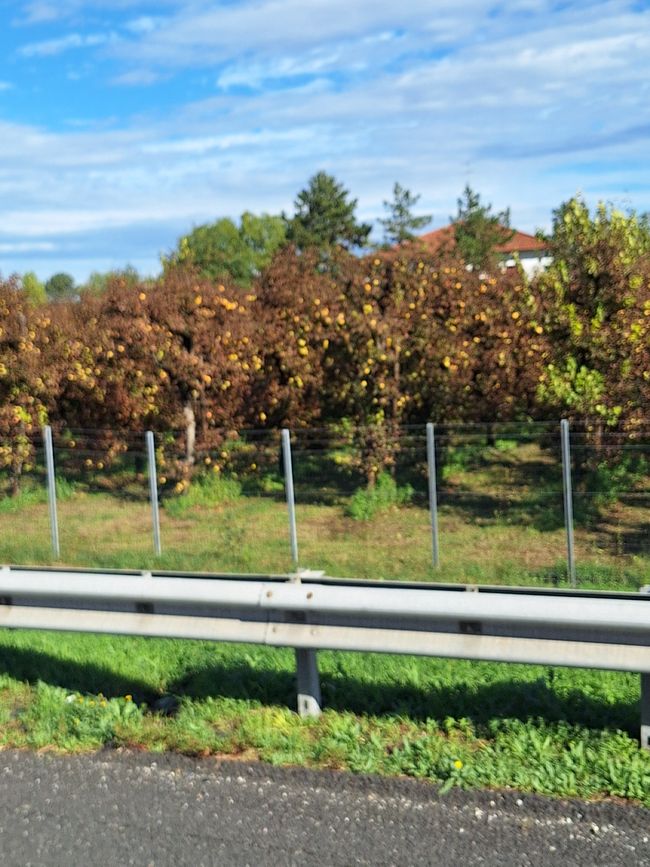 Obstplantagen 