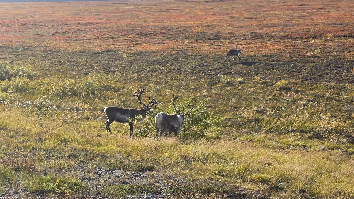 Norwegen-Nordkapp 1-17.September 2025
13.September
