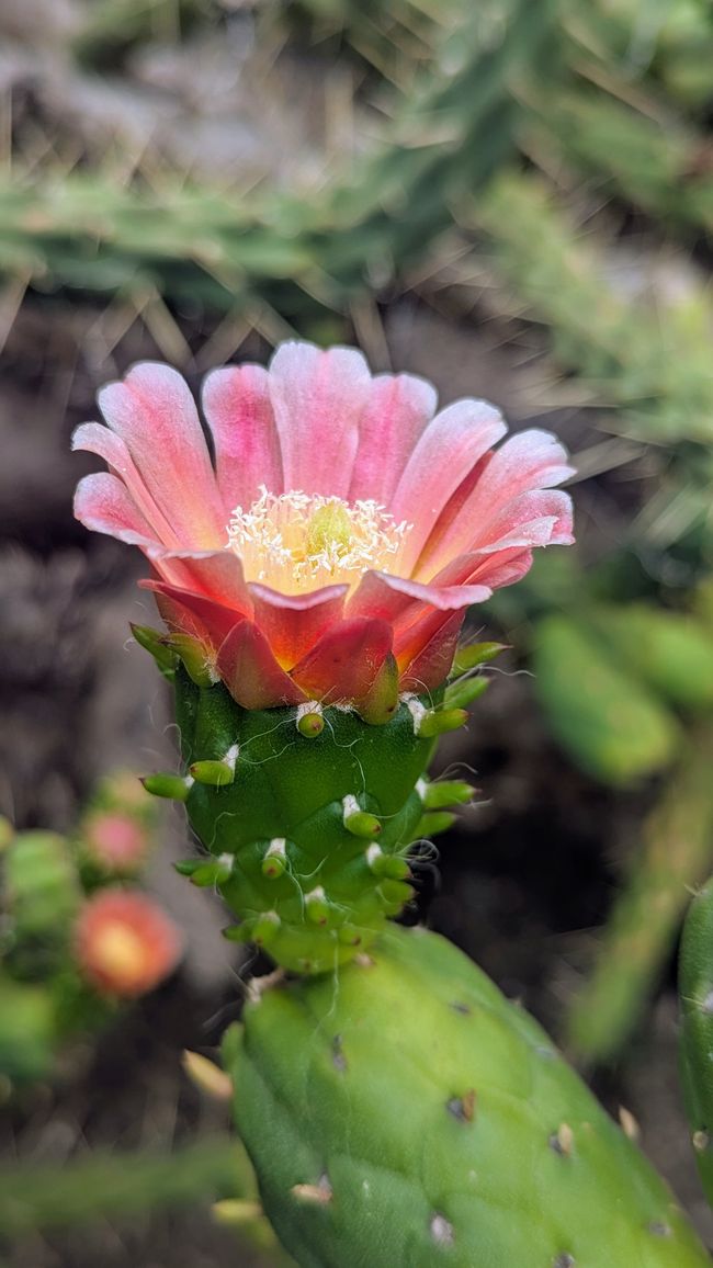 Tag 9: Funchal - mit einer rasanten Schlittenfahrt