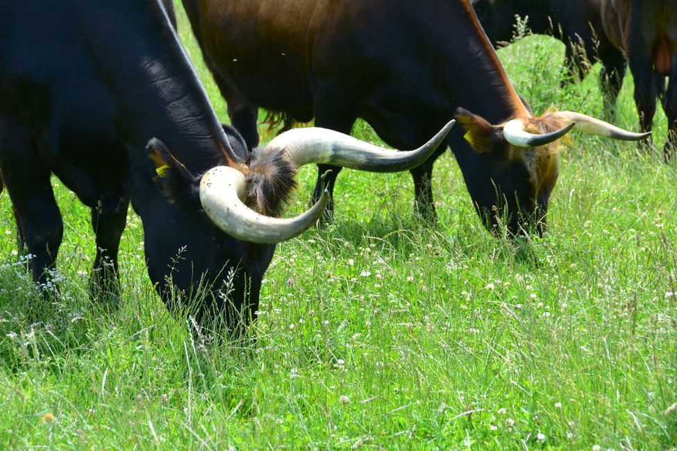 * * * S E C H T A S A F A R I - der Auerochsenweg
bei Bopfingen * * *