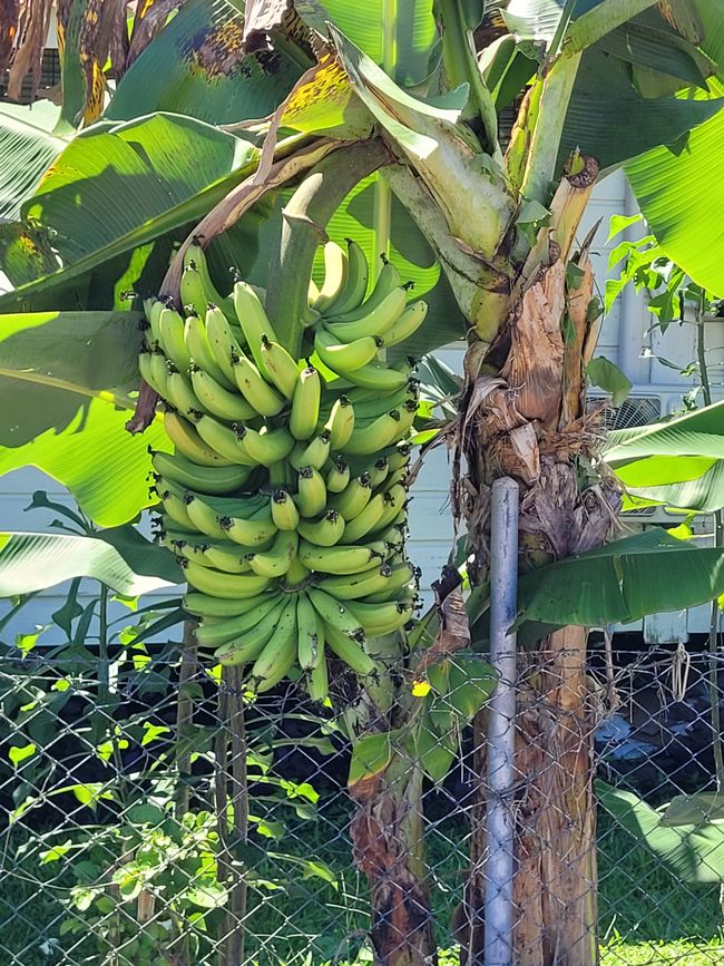 Giorno 71 e 72 di 175: Crociera intorno al mondo - Nuku'alofa/Tonga