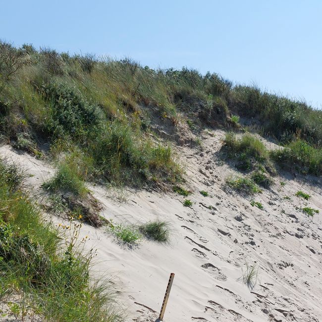 Dune 