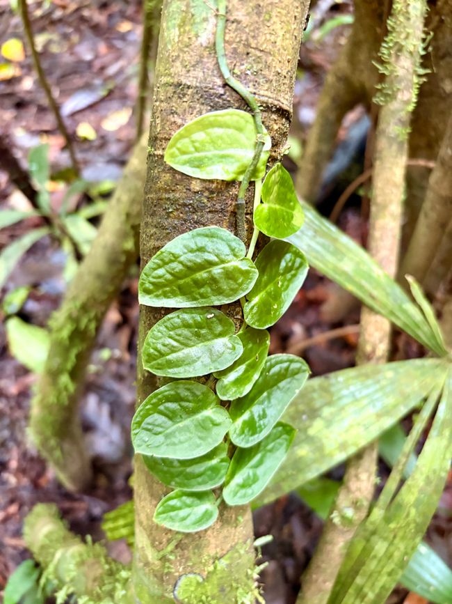 Unterwegs in Costa Rica