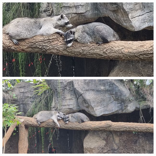 Tag drei: Zoo Aurora und Stadtteil Cayala