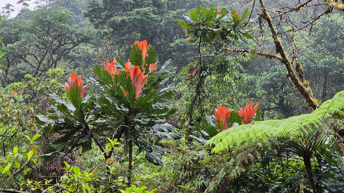 Alphelandra