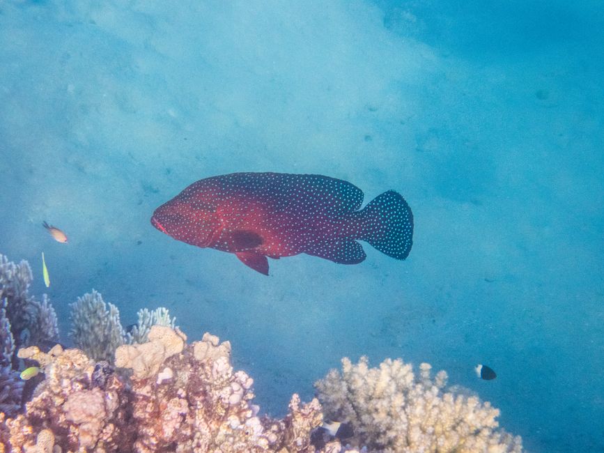 Poisson-perche bijou