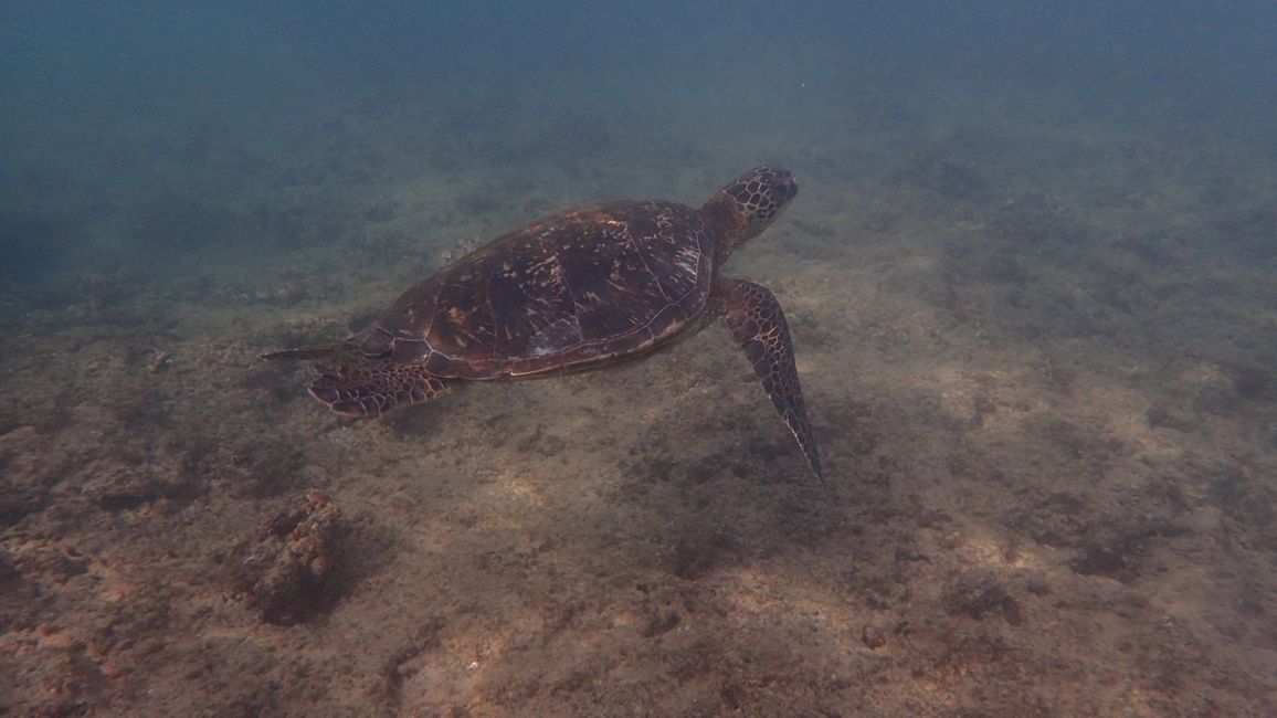 D18 - 7am Yoga with Norbi and Poipu beach with monk seals, sea turtles and Humuhumunukunukuapua‘a