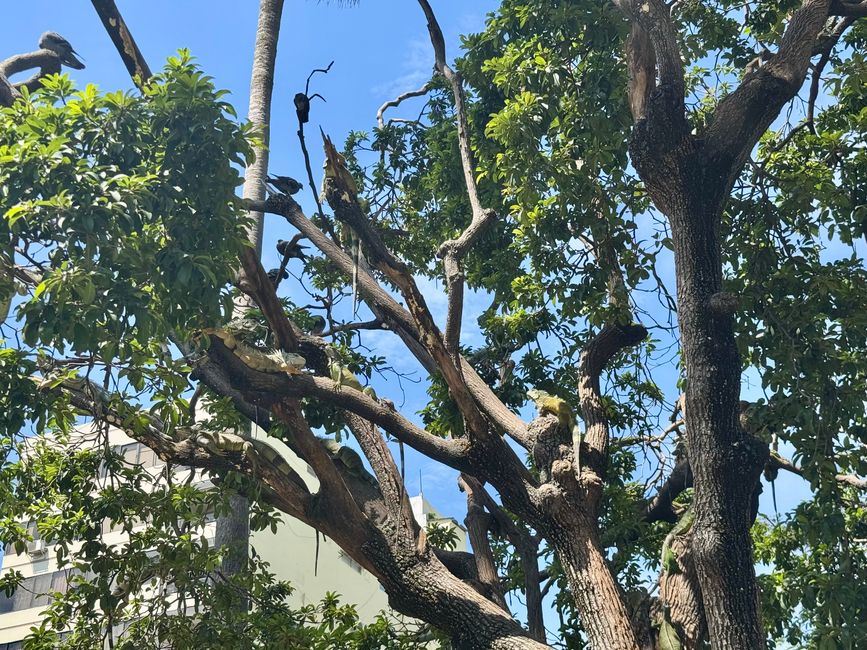 Parque Seminario - mitten in der Innenstadt und alles voll mit Iguanas