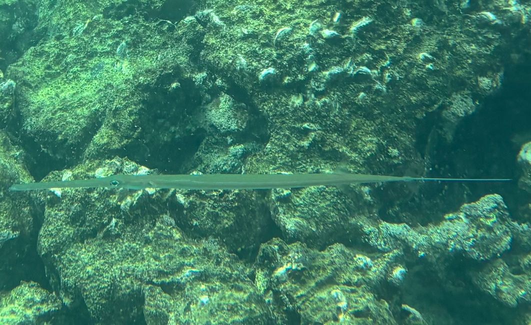 Trompetenfisch