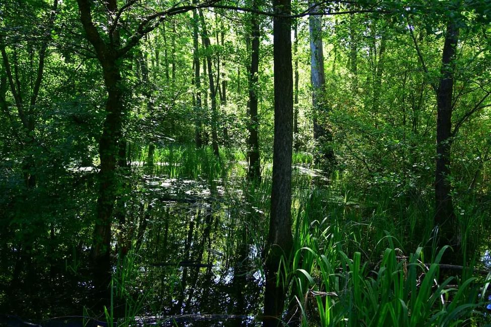 * * * Zwischen Himmel und Wasser * * *

Ein Spaziergang durch das Weingartener Moor