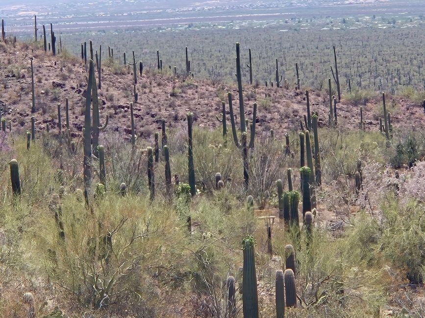 En el Museo del Desierto Arizona-Sonora