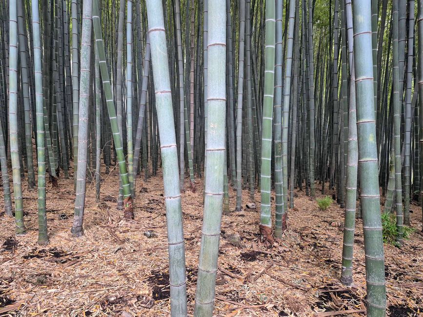 Bosque de Ahopsan