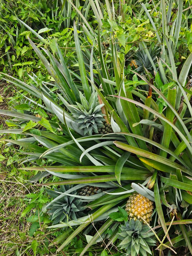 42. Jour Pape'ete, Tahiti 05.01.2026
