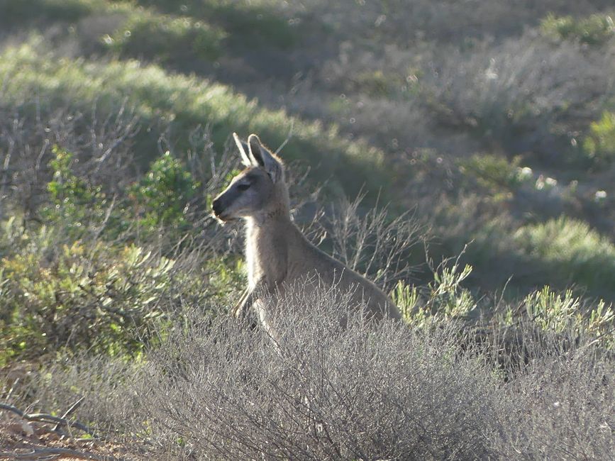 Kangaroo at Red Bluff Lookout