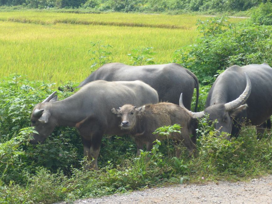 Myanmar