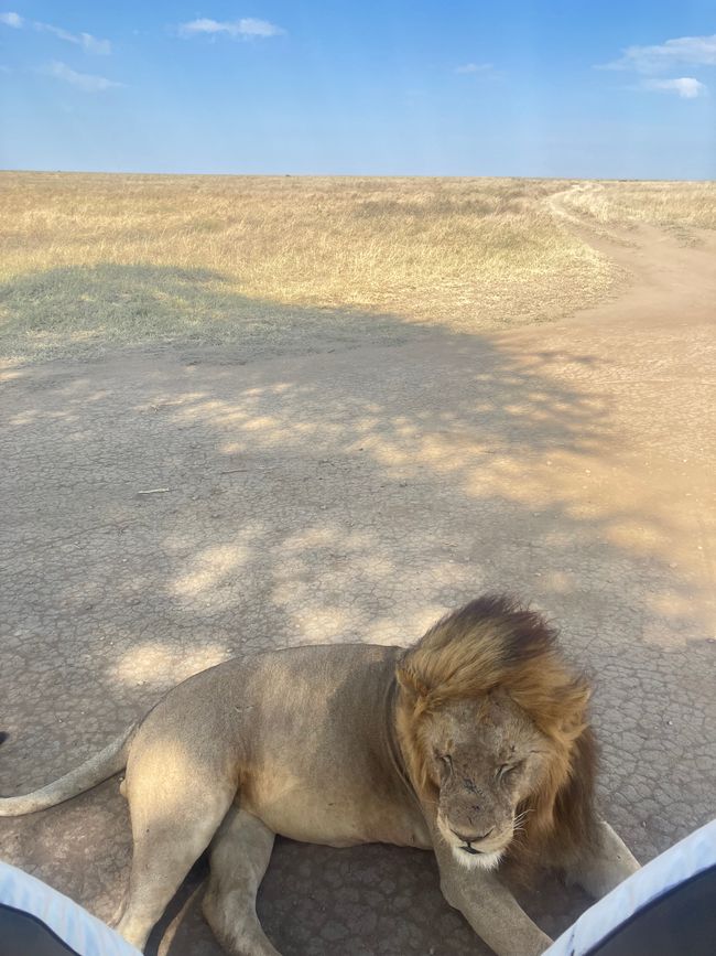 En la Serengeti - Día 2