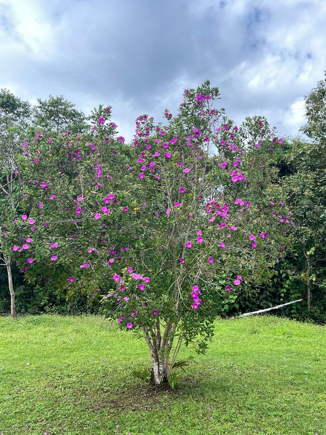 Tag 7 (14.10.): 
4. "Parque Arqueológico
Alto de los Ídolos"