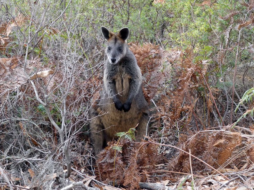 Wilsons-Promontory-Nationalpark