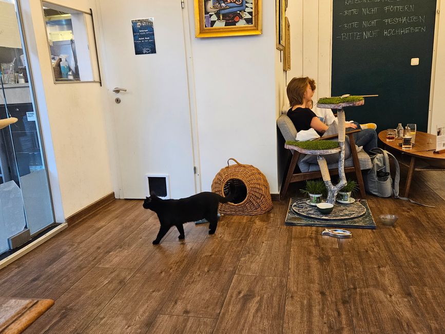 2024 - Vienna - Cat Café 'Barista Cats'