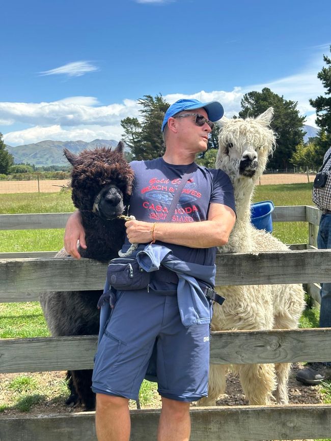 Alpagas et moi 🦙